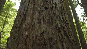 Looking up in redwood forest