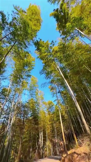 It’s so beautiful to take a shot of the bamboo forest trail in the mountains. Mobile photography