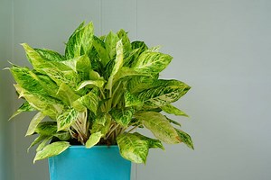 Why Is My Dieffenbachia Dying? (And What To Do About It)