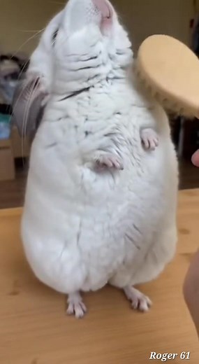 342K views · 8.5K reactions | Buon giorno a tutti | Polizia Locale e Sicurezza Urbana: Direttore Responsabile Antonio Barbato | Facebook