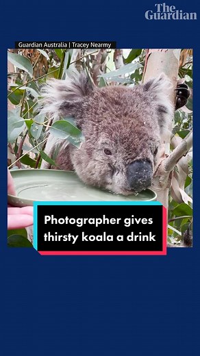 Koala's Thirst Quenched in Adelaide Hills