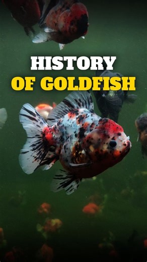 Limas Goldfish Farm | HISTORY OF GOLDFISH First cultivated over a thousand years ago in ancient China, the goldfish is one of humanity’s earliest examples of... | Instagram