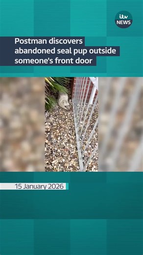 Baby Seal Found by Postman in Norfolk