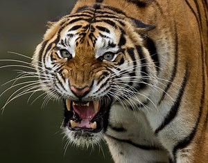 Tiger Mauls Man After He Sticks His Arm Inside Florida Zoo Enclosure