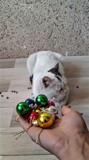 Cat &Colorful Beads ASMR 😻🌈#@MarbleBeadsBalls