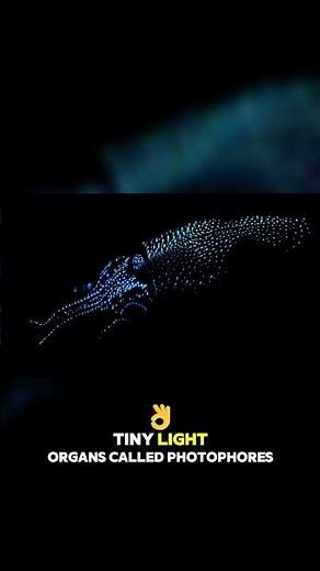 Why This Squid Lights Up the Ocean