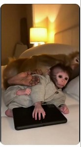 “When the Monkey Steals the Tablet… and Becomes the Boss. 😂🐒📱”