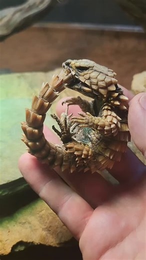 Reptile Garden on Instagram: "Checking on my Armadillo Girdled Lizards (Ouroborus cataphractus). These are amazing lizards that live in colonies where many lizard species are solitary. Only giving birth to 1 very rarely 2 babies a season where other lizards can be prolific. #lizard #armadillolizard #ouroboruscataphractus #reptile #reptilesofinstagram"