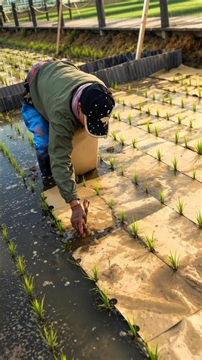 Why Are Farmers Covering Rice Fields With Paper? By Shiksha SQUARE