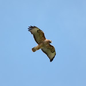 Birds of prey | Nottinghamshire Wildlife Trust
