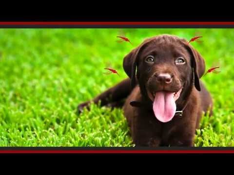 What are Heartworms? HD