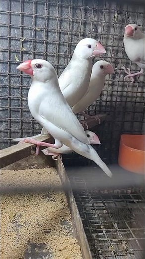 White Java Sparrows: A Flock of Feathered Friends❤️🤍#shorts #javasparrow #birds #birdsounds #finch