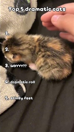Top 5 dramatic Cats