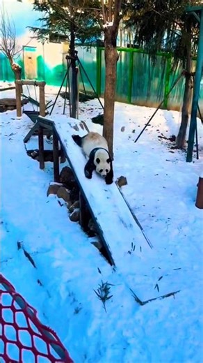 Watch This Panda Enjoy a Snowy Slide