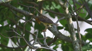 Bird flying away from a branch - Free Stock Video