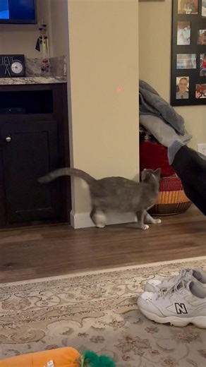 Angel vs. The Mysterious Red Dot… and the dot is winning. 😂🐾 #AngelTheCat #CatsOfFacebook #LaserChaser | Rande Jean Ballard