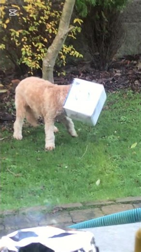 Box dog #funny#dog