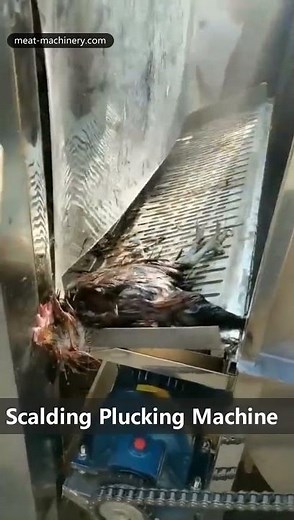 Automatic Chicken Scalding Plucking Machine Video Show