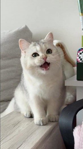 British Shorthair Cat: a heart-to-heart talk with a kitty🐾✨🐈 #kitten #britishshorthair