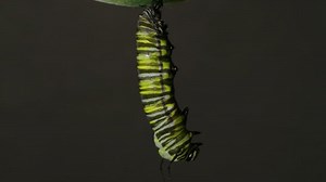 Monarch Butterfly Caterpillar Chrysalis Transformation Timelapse Stock Footage Video (100% Royalty-free) 10199381 | Shutterstock