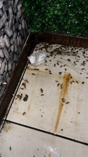 Pest control kings on TikTok