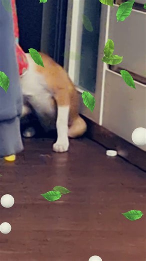 #perro #miradacanina #perros #chihuahuafanclub #pets #cachorrosdivertidos #mascotas #puppy #humor