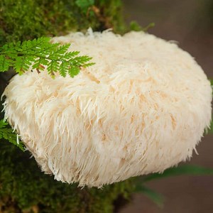 Hericium erinaceus | MykoTroph - Natürlich heilen mit Vitalpilzen