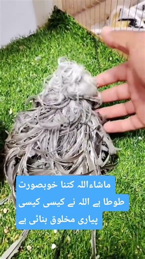 Beautiful nest 🐦 of virtual bird #birds #birdsnest #nature #viralvideo #trendingshorts
