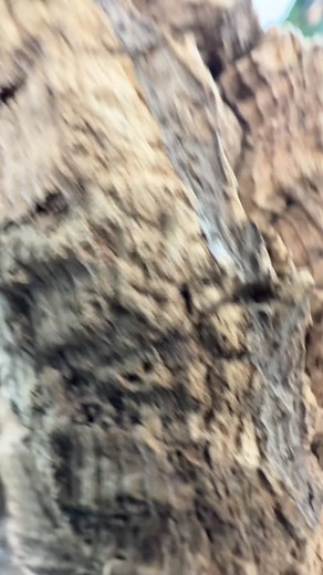 Who’s the most interactive lizard at The Gecko Gallery NYC? If you’ve been here before, you know the answer - it’s Blue Bean! Blue Bean is our male Pethiyagoda’s Crestless Lizard (Calotes pethiyagodai), an endangered agamid species found only in the Knuckles Mountain Range in Sri Lanka. These animals are active, beautiful, and very intelligent, and are easily the most interactive animals we have at The Gecko Gallery NYC! Being as smart as they are, these lizards are very comfortable with human i