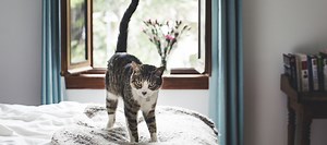 Mon chat a des comportements étranges - Psychologies.com