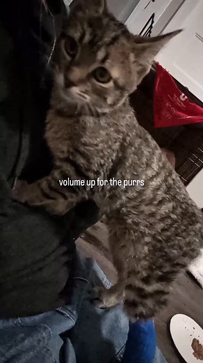 #BabyCats #BabyCatRescue #BottleBabyRescue #TinyButMighty #KittenFosterLife #FosteringSavesLives #KittensOfInstagram #OrphanKittens #RescueKittens #FosterToAdopt #CatRescueNonprofit | FosterBabyCats