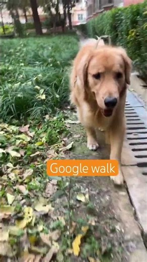 POV: The ultimate crunchy walk.#dogs #goldenretriever #goldenretreiver #puppy 🍂🎧
