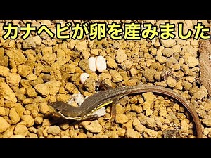 カナヘビが卵を産みました【爬虫類】卵管理