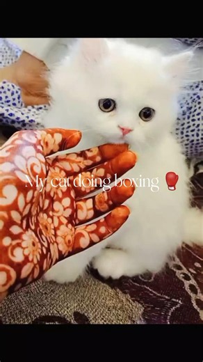 Paws of Fury: Gym Cat Edition🥰💖