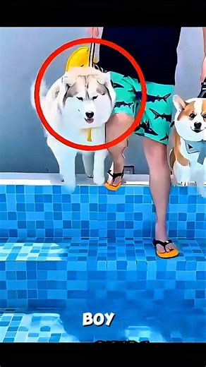 He Couldn’t See… Until This Happened 🐶✨ | Heartwarming Dog Transformation