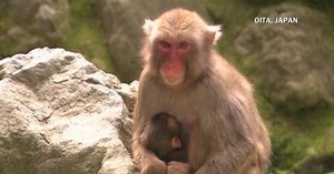 Japanese zoo apologizes for naming monkey Charlotte