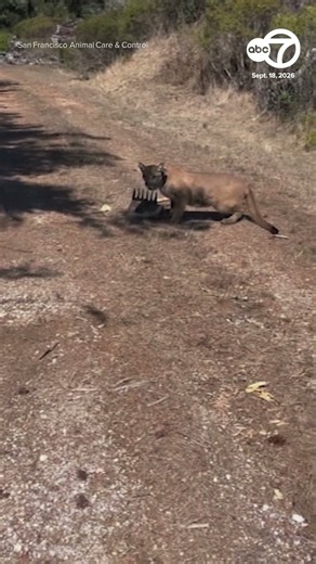 Mountain lion captured in SF, released to the wild