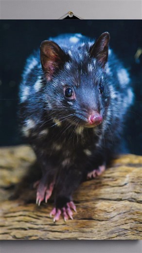 Aussie Ark on Instagram: "We’re at the halfway point, and this auction is flying by! There’s still time to bid on some incredible items, from jet boating along Sydney Harbour or canyoning down waterfalls in the Blue Mountains, to rare collectables and one-of-a-kind Aussie Ark wildlife print and authentic art from renowned artists. Every bid you make isn’t just about winning something special , it’s about giving Australia’s most threatened species a fighting chance and gives them a strong start t