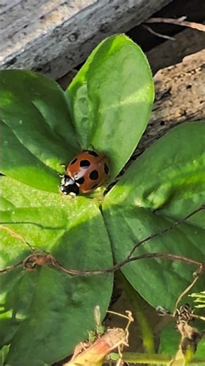 てんとう虫🐞 #虫 #昆虫 #昆虫観察 