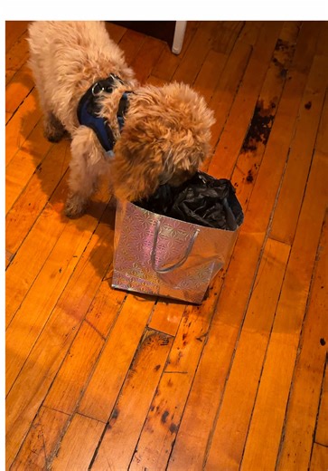 Osito Opens His Adorable Gift from Aunty