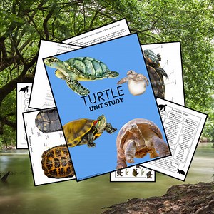 Turtle Unit Study | 81 Page Homeschool Nature Study | Classroom Learning Pack |