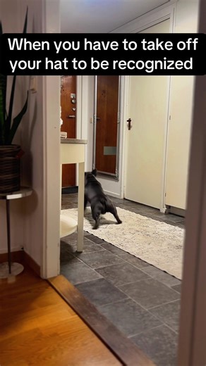 Understanding French Bulldog Protection Behavior