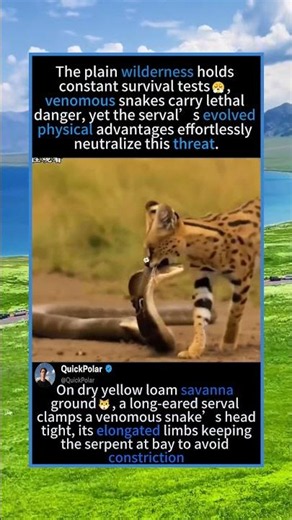Physiology Built To Counter Snakes😠: Decoding How Servals Avoid Venomous Bites#Serval #WildFeline