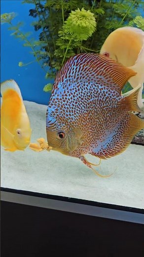 The Best Treat Foods for Discus Fish