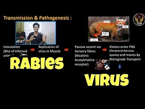 Rabies Virus | Structure | Transmission | Disease | Treatment | Tamil | Biology | ThiNK VISION | TNK