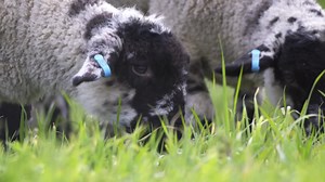 Free stock video - Lambs grazing close up 02