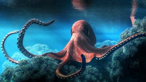 Los brazos del pulpo son su aparato reproductor, una especie de cerebro y también su lengua