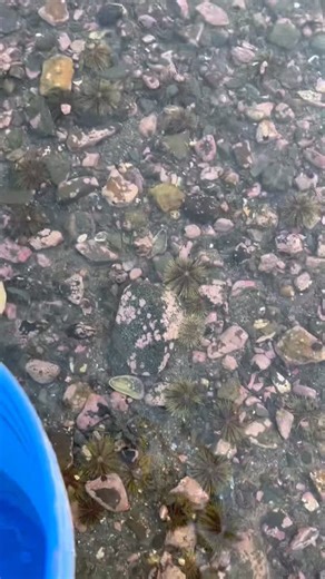 16 reactions · 3 comments | Just another morning in the life of a marine biologist 呂 Here’s a look at what Tim found today! . . #gulfofmaineinc #tidepooltim #mainecoast #downeastmaine #marinebiology #marinelife #tidepooling #workingwaterfront #oceanlife #fieldbiology #fromthetidepools #coastaleducation #handcollected #mainebusiness #sustainablesourcing | Gulf of Maine, Inc. | Facebook