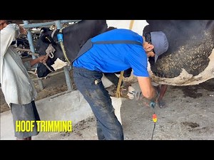 Hoof trimming of cows | Full process | Chahal dairy farm.