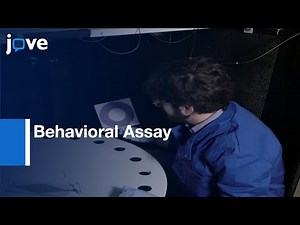 Investigating Role-Spatial Memory During Instinctive Defense In Mice l Protocol Preview